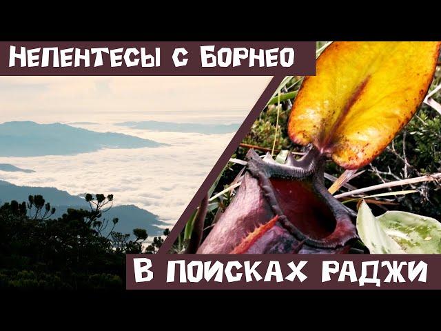 Непентесы с Борнео. В поисках раджи!