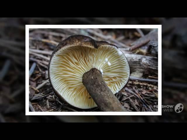 Lactarius lignyotellus - fungi kingdom