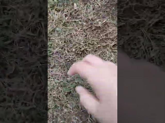 touching grass irl