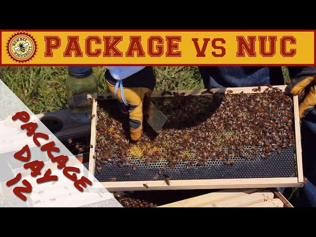 Nuc vs Package Bees Comparison: 12 Day Package Inspection