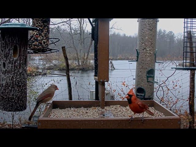 Northern Cardinal Craziness At Cornell FeederWatch Cam – Nov. 10, 2024