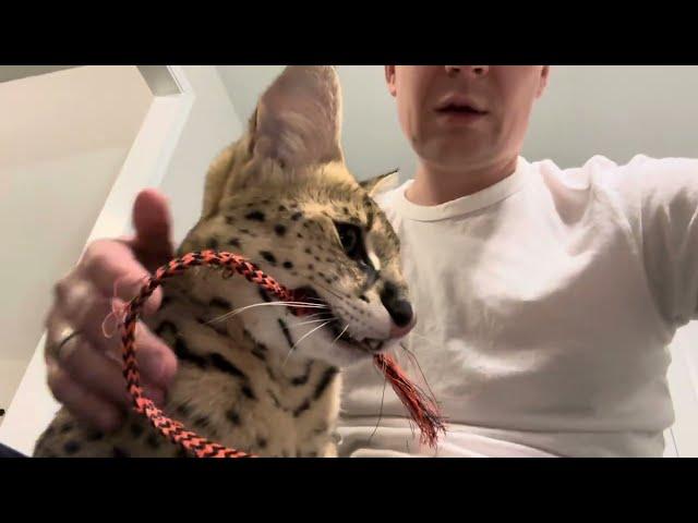 Petting a Wild Serval Pet