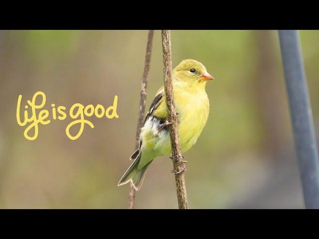 Cutest Wildlife Trio: Goldfinch, Robin, and Squirrel