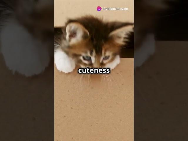 Purr fect Moments  Adorable Cat Antics