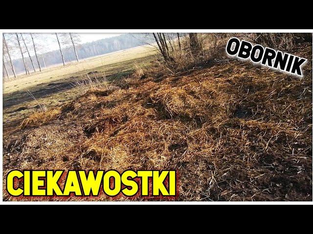 Kurzy obornik - CIEKAWOSTKI.