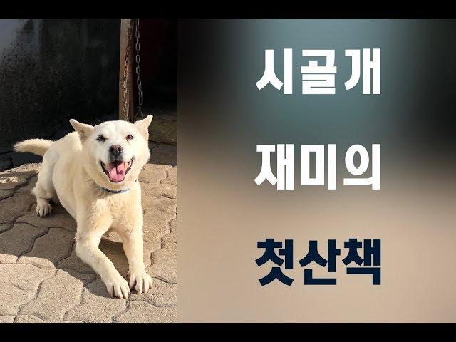 시골개 재미의 첫 산책