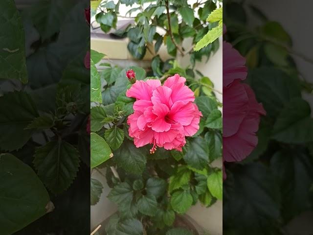 Gardening with geet kumar English/Hindi#Shorts