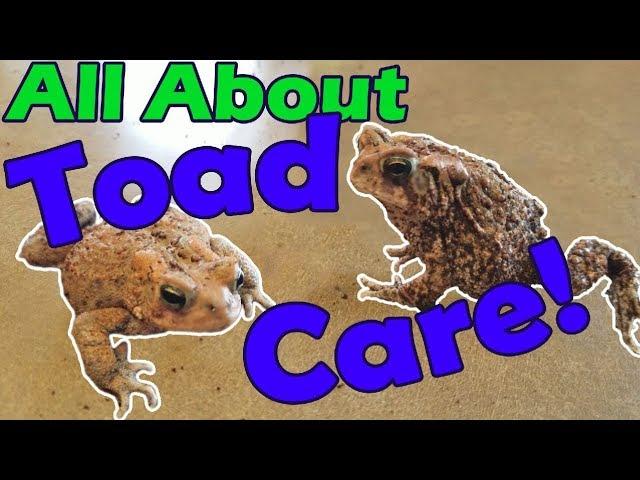 How to Take Care of Toads!