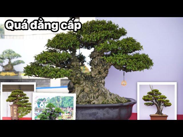 100 award-winning works at Vietnam Bonsai Exhibition