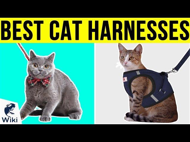 10 Best Cat Harnesses 2019