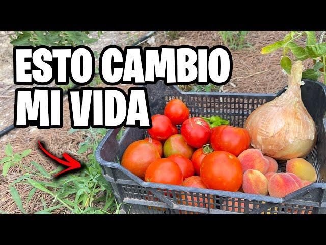 Viviendo SOLO en la MONTAÑA!!  Paseo por la FINCA en Verano | La Huerta de Ivan