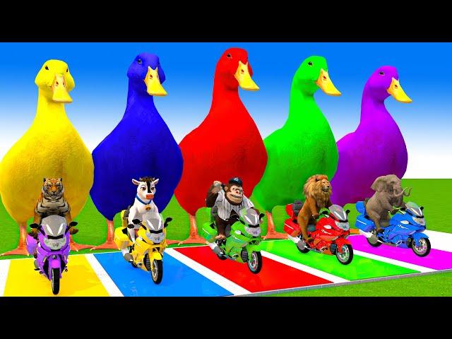 5 Giant Duck Cartoon,Cow,Mammoth,Dog,T-Rex,Lion,Tiger Paint Wild Animals Crossing Fountain Animation