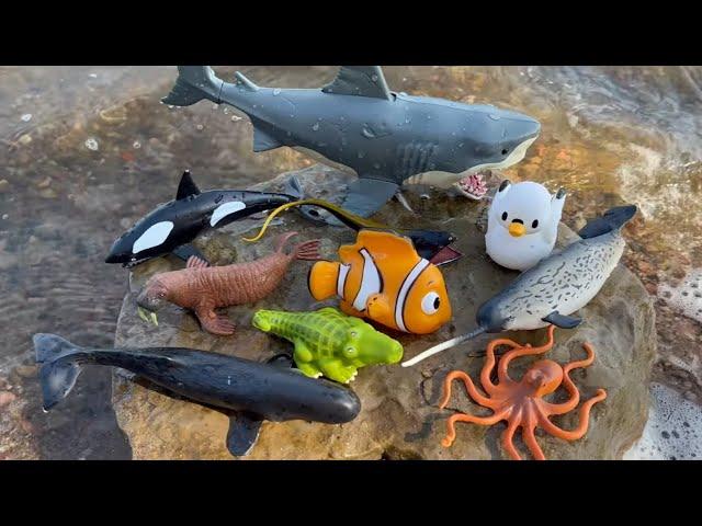 Megan's World - Sea Animal Toys for Kids - Fun and Educational Play