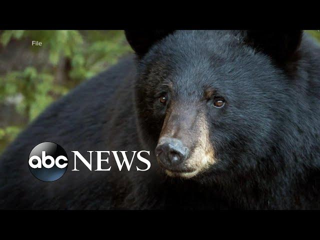 10-year-old mauled by bear in Connecticut backyard