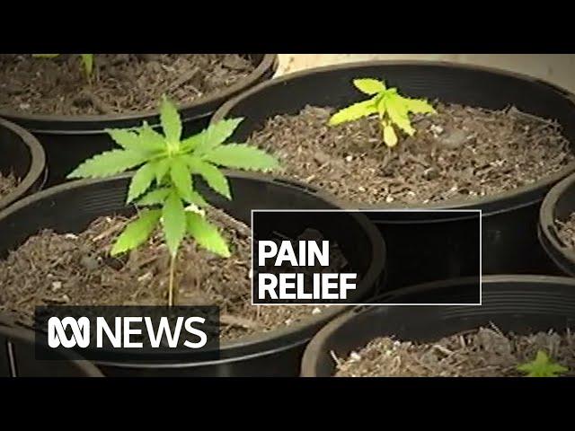 'They're in desperation': Women breaking the law to treat endometriosis pain | ABC News