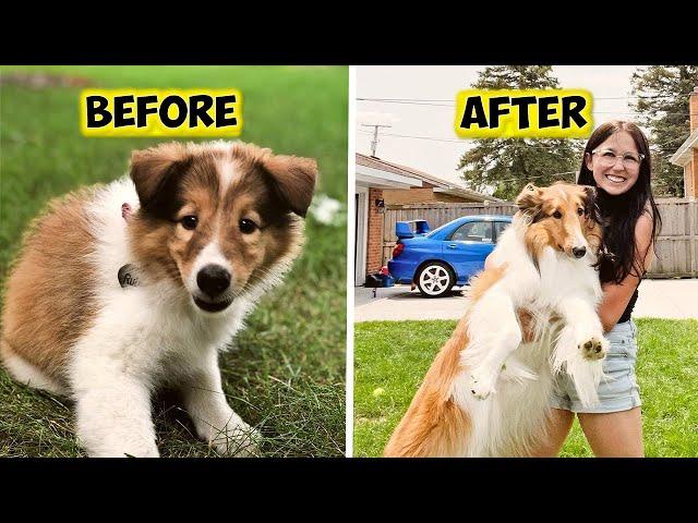 Rough Collie Life: Meet Ruby From Illinois