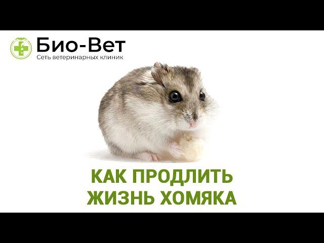 Сколько Живут Хомяки & Как Продлить Жизнь Хомяка.  Ветклиника Био Вет