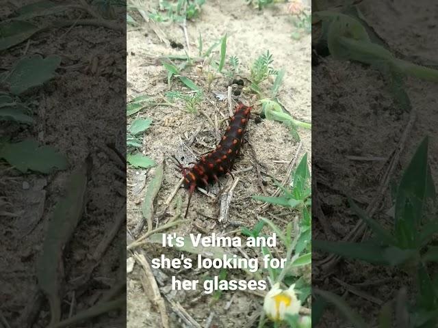 #caterpillar #love #camping #overlanding