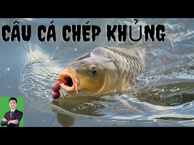 Câu Cá Chép Khủng - Thọ Lacoland