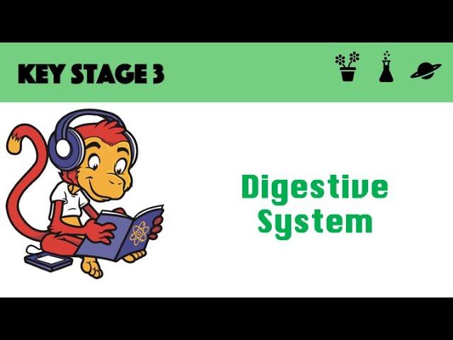 Digestive System
