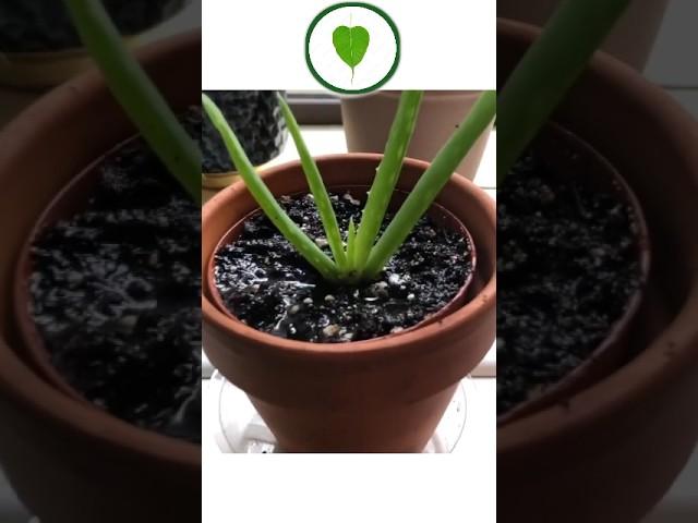 Medicinal properties of aloe vera Benefits of planting aloe vera