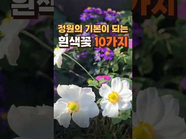 정원의 기본이 되는 흰색꽃 10가지