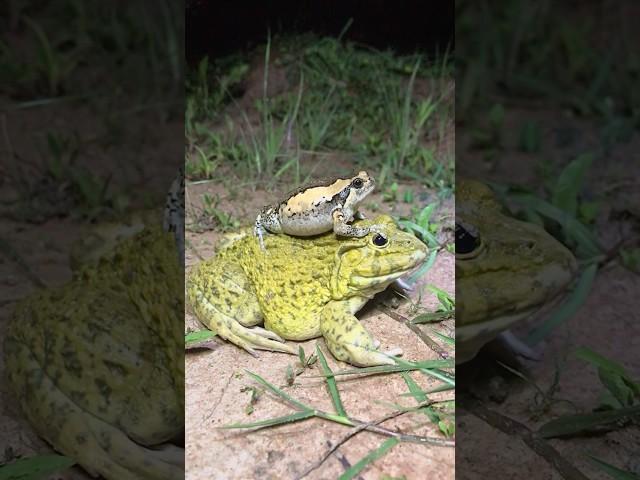 Collect funny activity frogs try don’t stop laugh | video funny frogs hahaha #shorts
