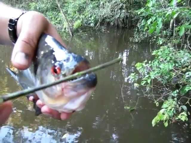 Piranha Scissors
