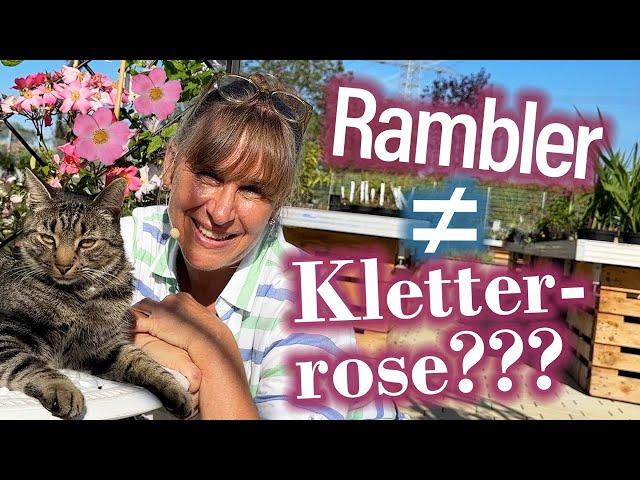 Für RamblerROSEN Fans: So verschönerst Du Deinen Gartenzaun total attraktiv ####