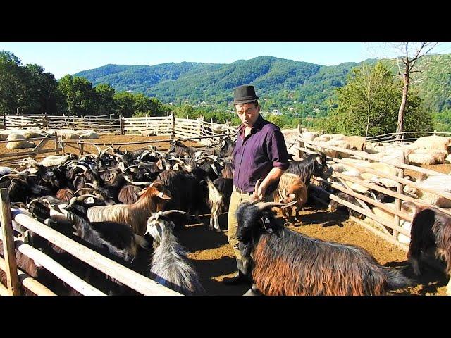 LA MUNTE,CAPRE GHIAUSE CARPATINE LA STANA.CIOBANUL MARIN CHIOJDEANU NE PREZINTA ANIMALELE.