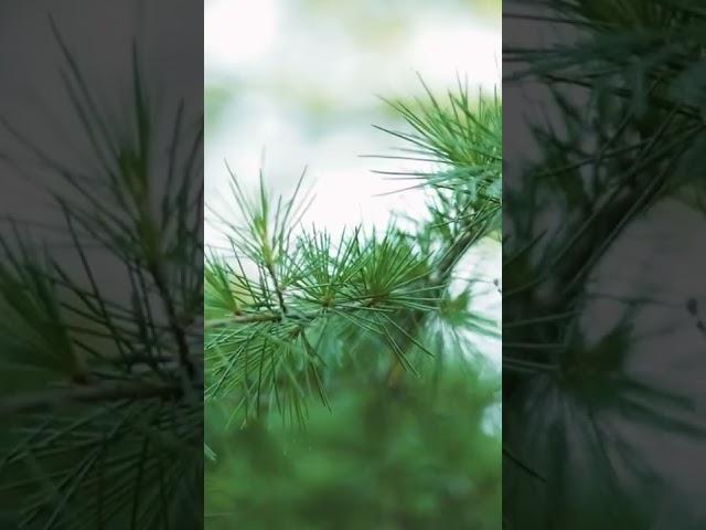 Beautiful Dharamkot | Dharamkot Vlog