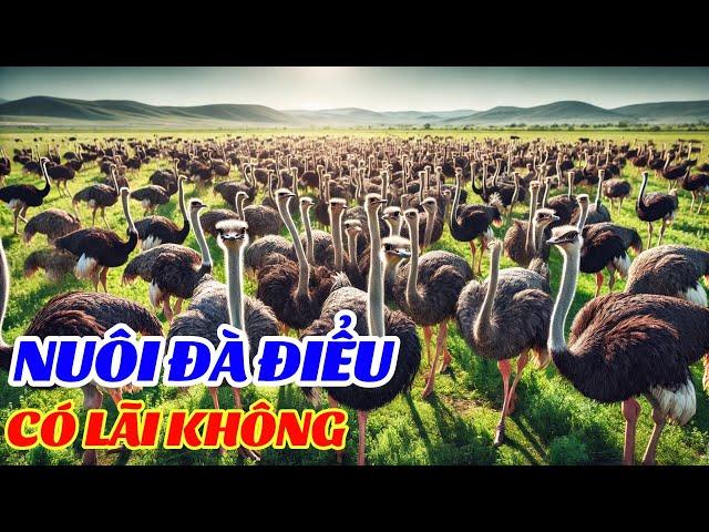 Nuôi Đà Điểu Có Hiệu Quả Không Nuôi Con Gì Có Lợi Nhuận Cao