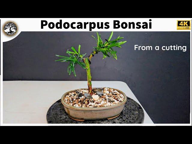 Podocarpus Bonsai - from cutting