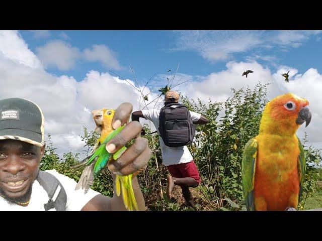 Best Parrots Catching Video How to Catch Parrots Easy (Beze Hunting)