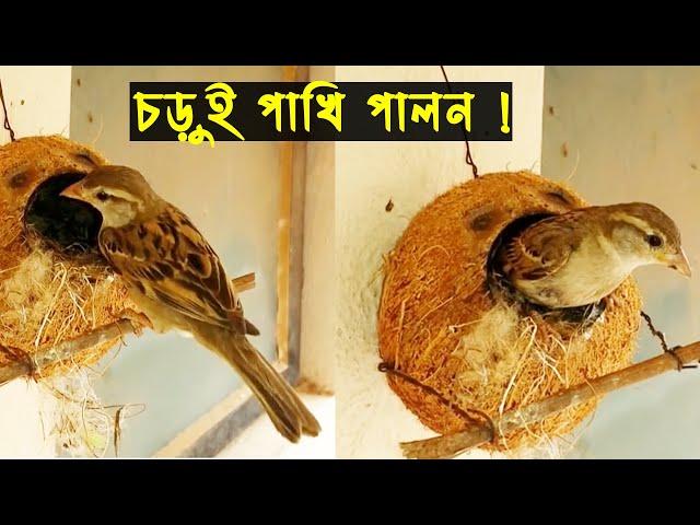 চড়ুই পাখি পালন পদ্ধতি | এক চড়ুই দম্পতির অসমাপ্ত জীবন কাহিনী | Bird Story - 14 |Sparrow |পাখির গল্প