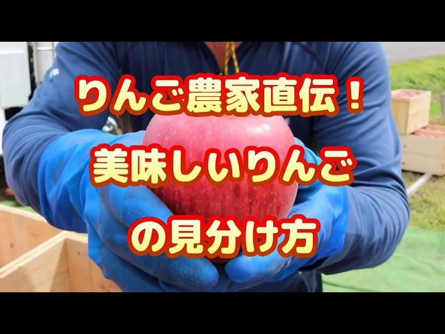 【りんご農家直伝】美味しいりんごの見分け方【りんご大学】