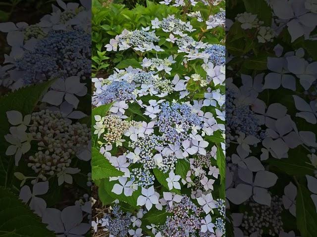 정원에 활짝 핀 대형 산수국   #산수국