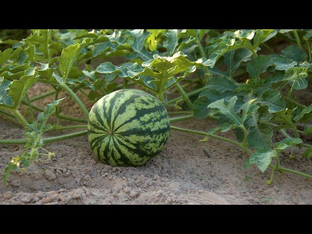 Growing Watermelon in Oklahoma