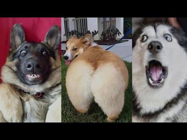  Dogs So Funny You'll Want to Watch Them Again!  Cute dogs  moments