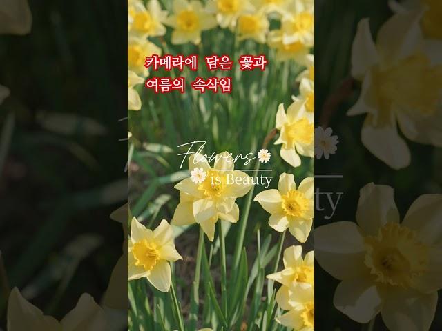 카메라에 담은 꽃과 여름의 속삭임 #여행 #힐링 #여름