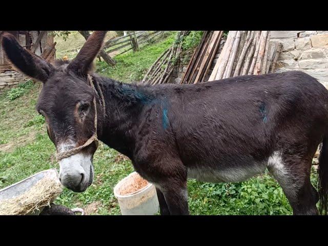 Magarac koji je pobjegao iz kanđi medvjeda NASTAVK PRIČE-Orahovo-Travnik