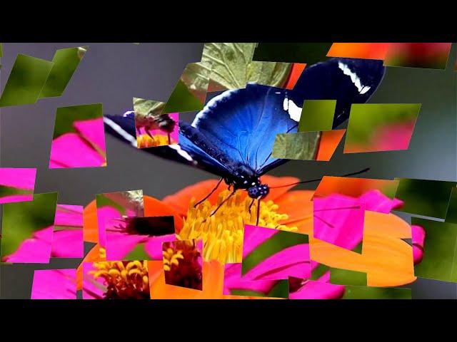 Colorful Butterflies & Beautiful flowers (HD1080p)