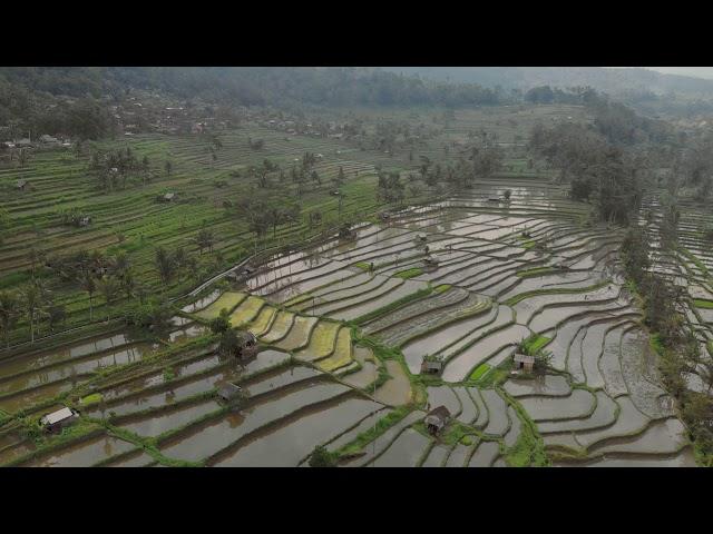 Sidemen rice terraces, Bali 4K/ Рисовые террасы Сидемен, Бали