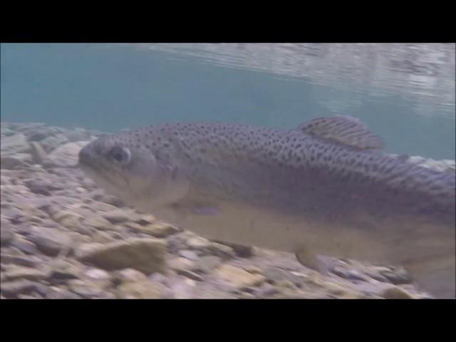 Plongée en rivière : biotope torrent de montagne en Italie (07/17)