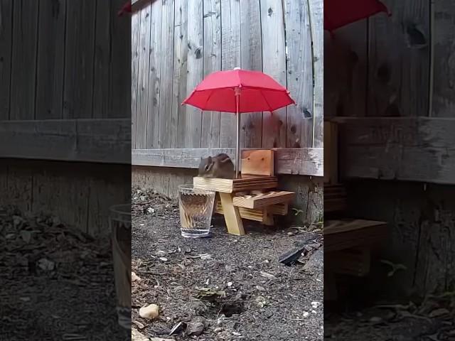 Thirsty chipmunk drinks from a clear plastic cup! (Original) #squirrel #chipmunk #cuteanimals