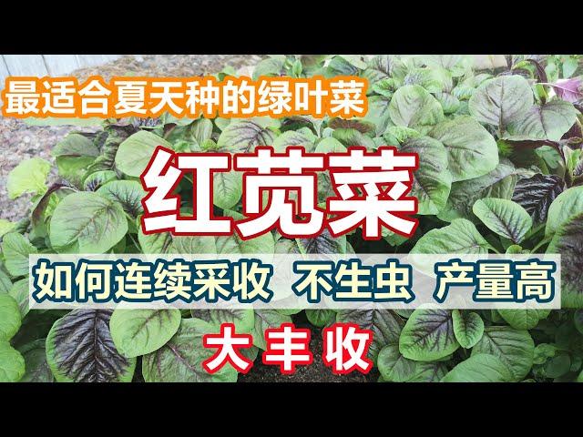 喜热绿叶菜【红绿苋菜】如何不生虫, 连续吃上整个夏天 夏天种什么