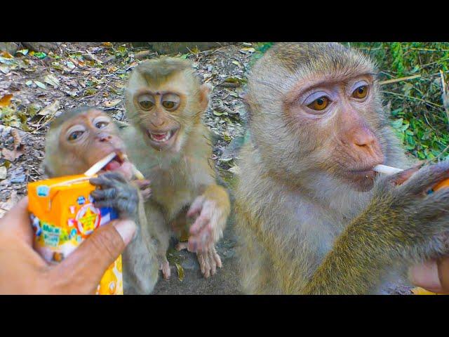 HELP to Feed Tinky, Astra's adopted baby, Rainbow They are very happy to drink milk
