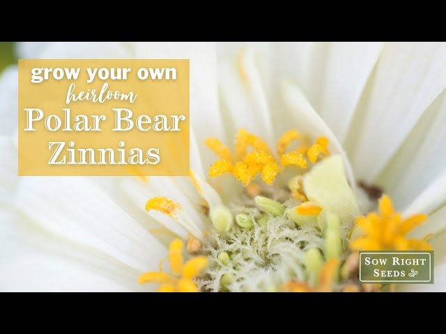 Sow Right Seeds | Polar Bear Zinnias