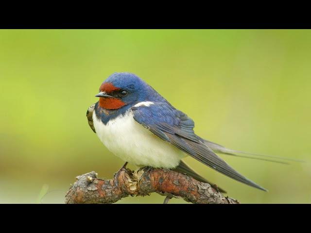 Hirundo rustica