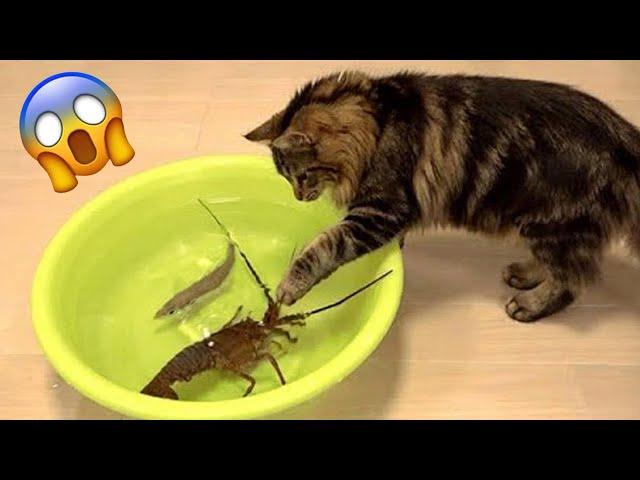 Try Not To Laugh  Funniest Cats and Dogs Videos  Part 19